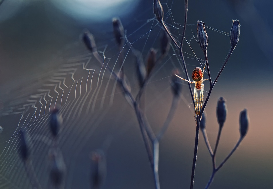 Spider like from another world from Krasi Matarov