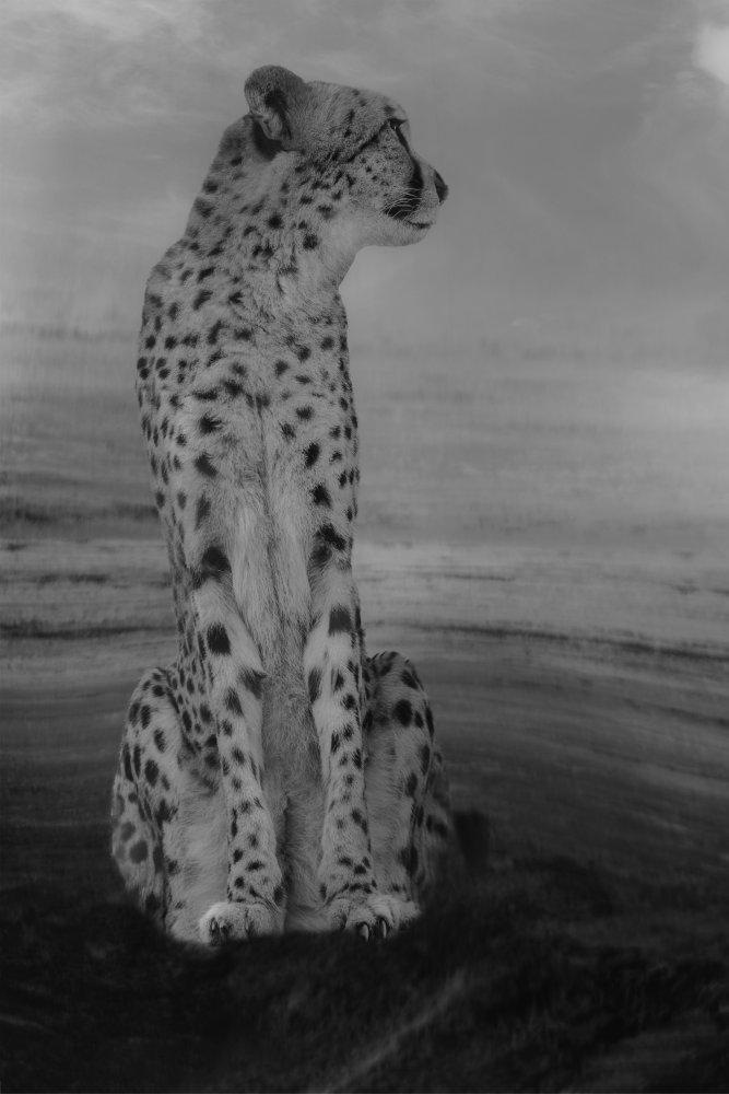 Cheetah on the Watch from Krystina Wisniowska