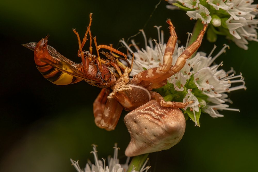 Crab Spider With Wasp Kill from Kumar Kranti Prasad