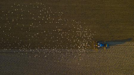 Hungry birds following tractor