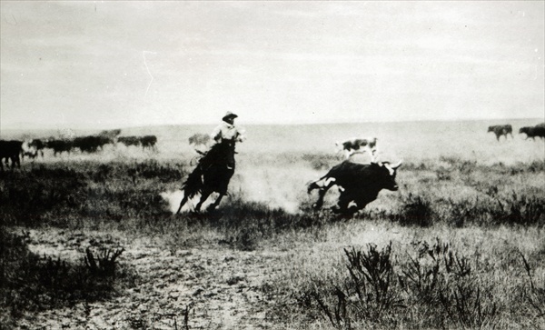 Cowboy on horseback lassooing a calf (b/w photo)  from L.A. Huffman