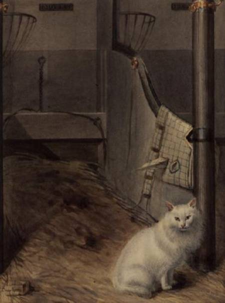 White Persian Cat in a Stable from Lady Charlotte Schreiber