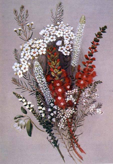 Geraldton Wax Flower and Scarlet Feather Flower from Lady Margaret Forest