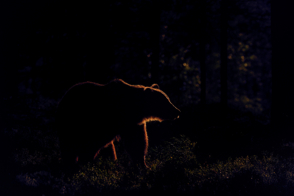Brown bear in backlight from Larissa Rand