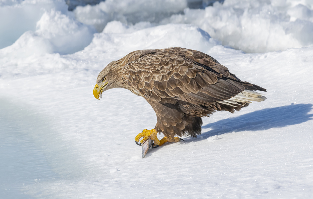 White-tailed Eagle from Larry Deng