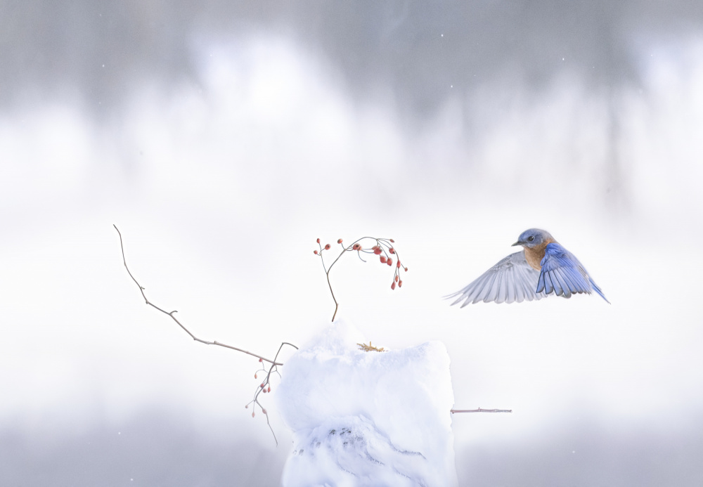Winter wonderland from Larry Deng