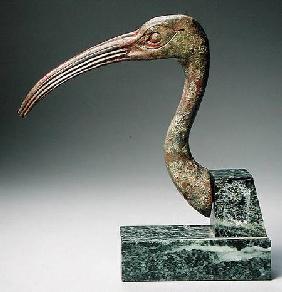 Head of an ibis
