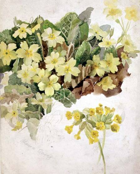 Study of Primroses and Cowslips from Laura Darcy Strutt