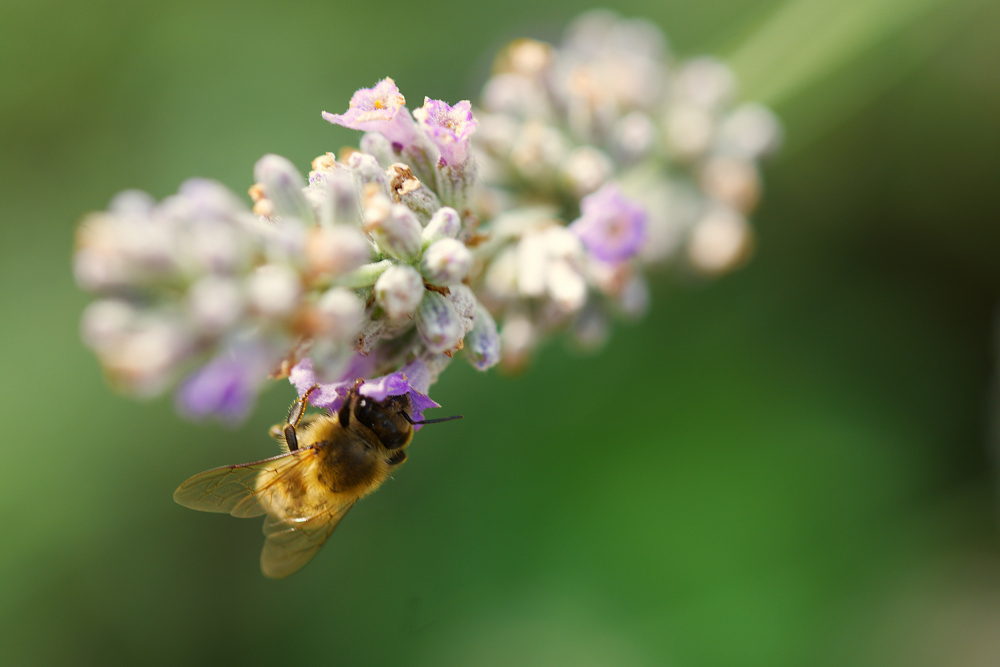 Bee on lavender from Leon