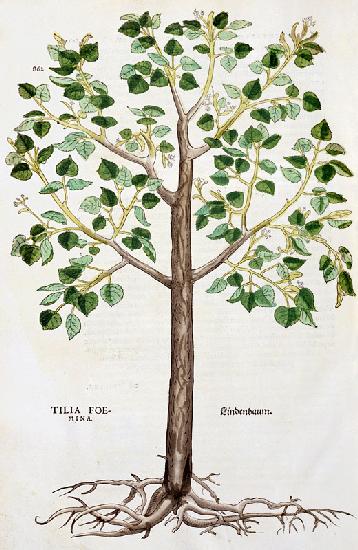 Tilia Foemina, Lindenbaum, or Lime Tree, illustration from 'De historia stirpium'