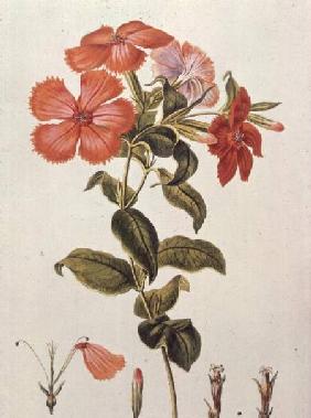 Lychnis coronaria, from `Thesaurus Botanicus'