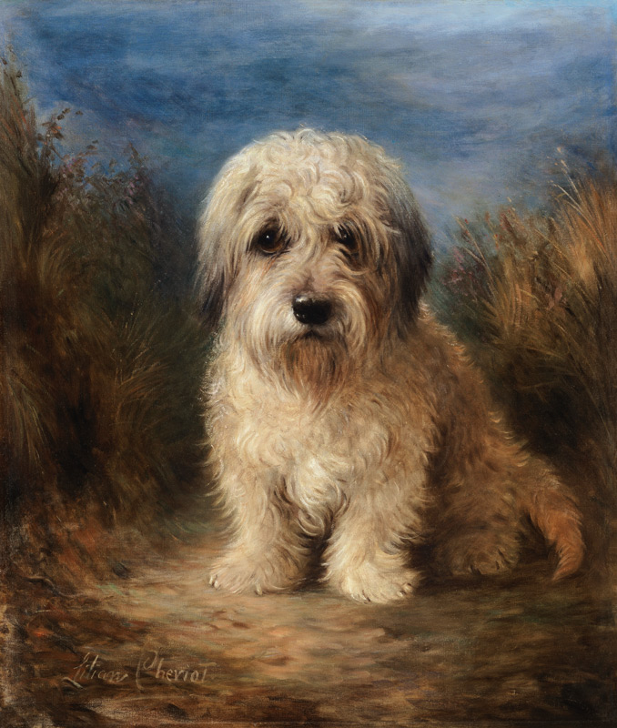 Dandie Dinmont Terrier. from Lilian Cheviot