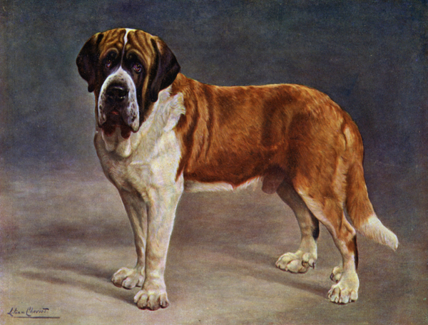 The Smooth Coated St Bernard Champion the Viking from Lilian Cheviot