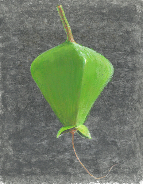 Barringtonia Acutangula from Lincoln  Seligman