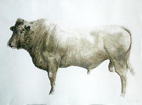 Islay Bull, 2004 (acrylic on canvas) 