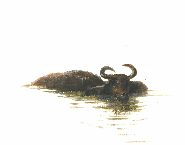 Water Buffalo 2 from Lincoln  Seligman