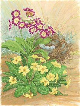 Auricula, Primrose and Nest, 1998 (w/c on paper) 