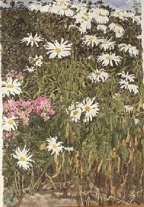 Daisies and Phlox (w/c on paper) 