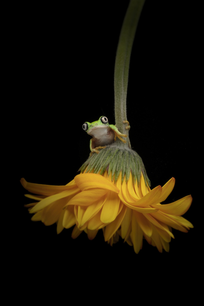 The Lemur Tree Frog and the Gerbera from Linda D Lester