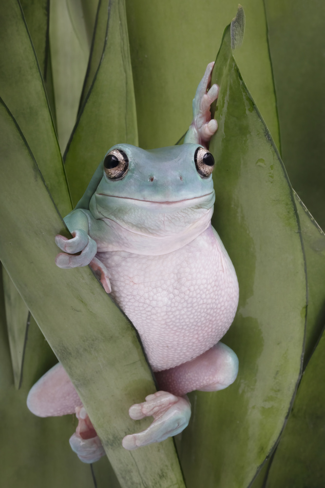 A Whites Tree Frogs Pose from Linda D Lester