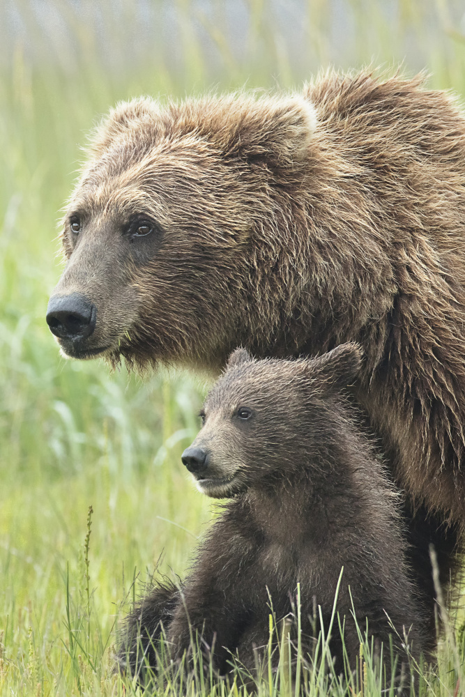 Momma Bear and Cub Portrait from Linda D Lester