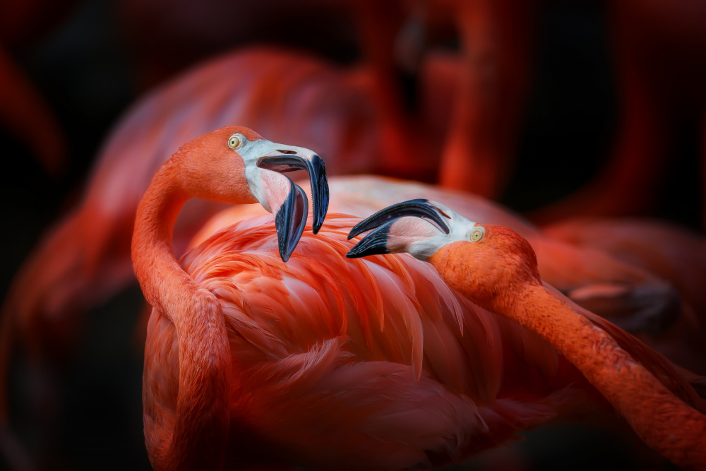 The flamingo 2 from Linli Wang