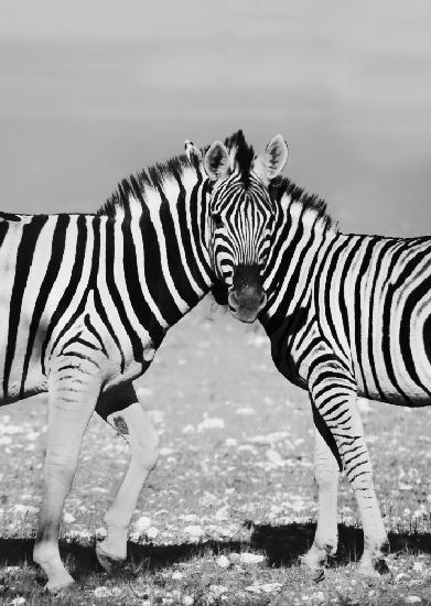 Two Zebra