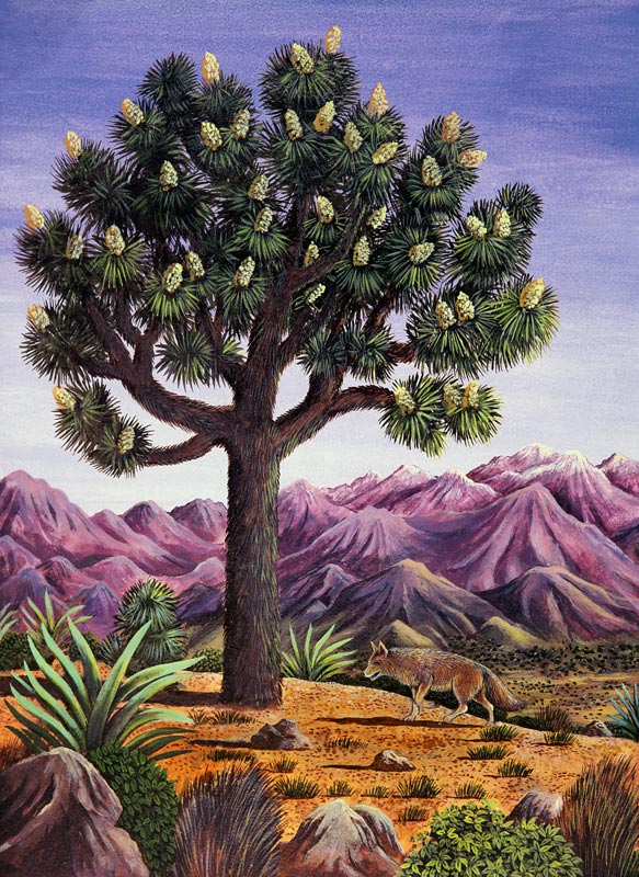 Joshua Tree and Coyote, 1983 (gouache)  from Liz  Wright