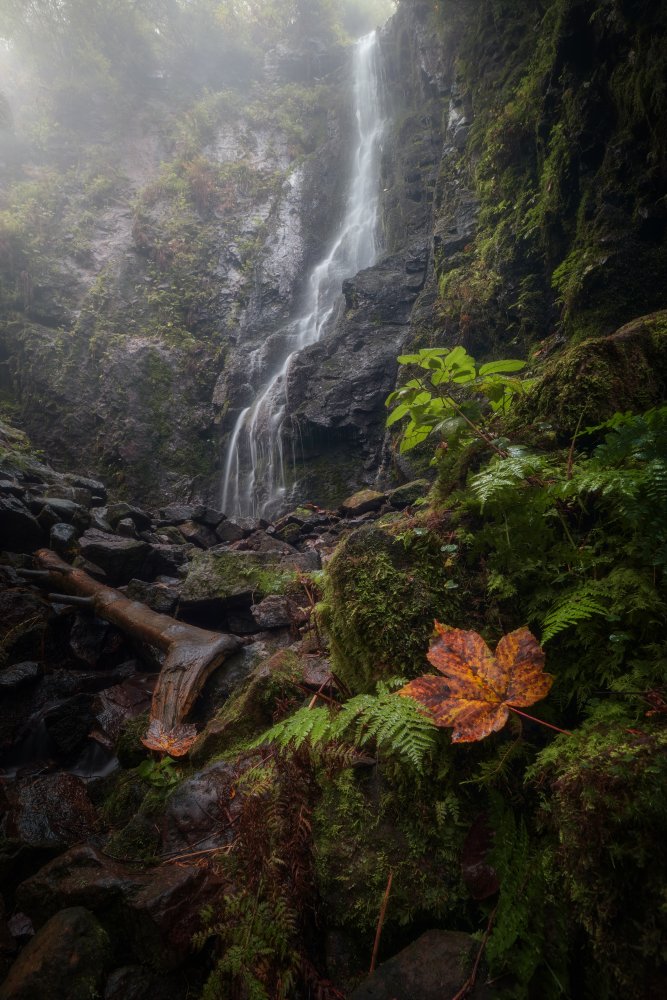 The Leaf, The Mist &amp; The Waterfall. from Lost in Woodlands