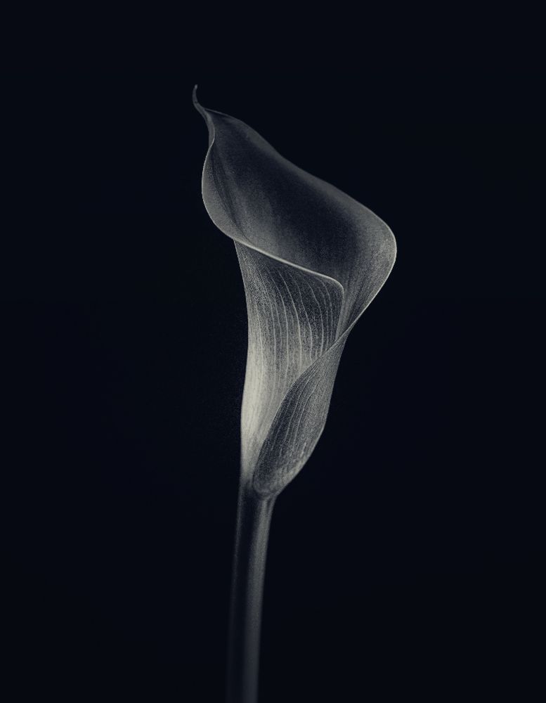 Calla lily from Lotte Gronkjaer