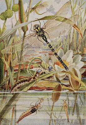 Dragonfly and Mayfly, illustration from 'Stories of Insect Life' by William J. Claxton, 1912 (colour from Louis Fairfax Muckley