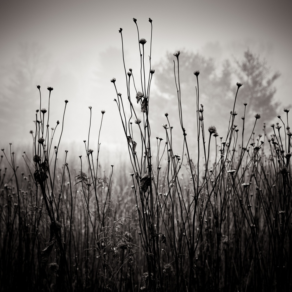 Meadow Plants 1 from Louis Wallach