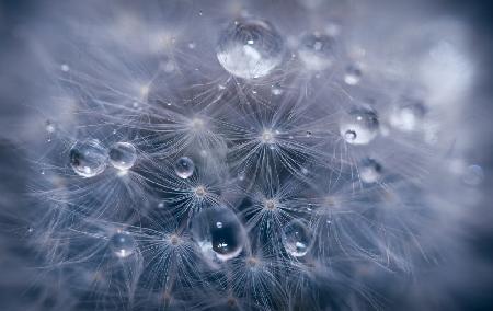 Water droplets in dandelion