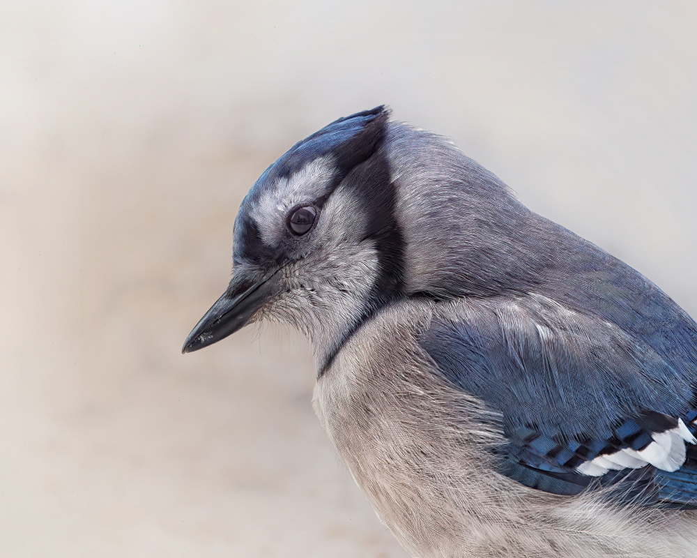 Inquisitive Blue Jay from Lucie Gagnon