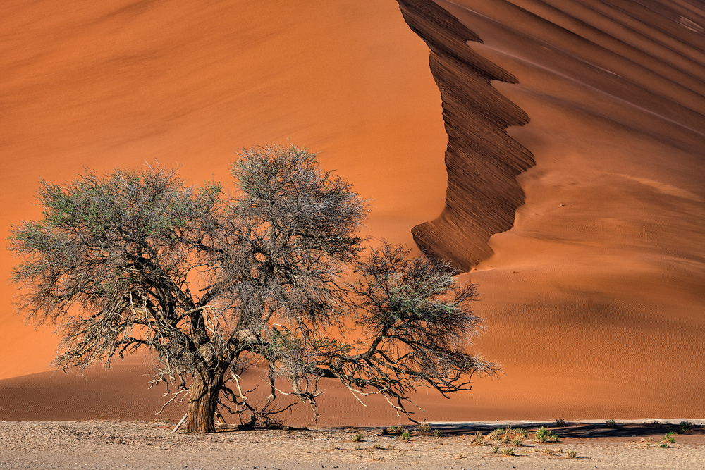 Acacia in the desert from Luigi Ruoppolo