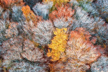 Autumn branches