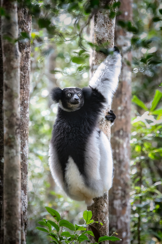 Indri lemur from Luigi Ruoppolo
