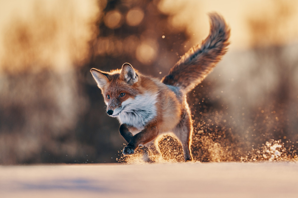 Snowy sunset with red fox from Lukas Furch
