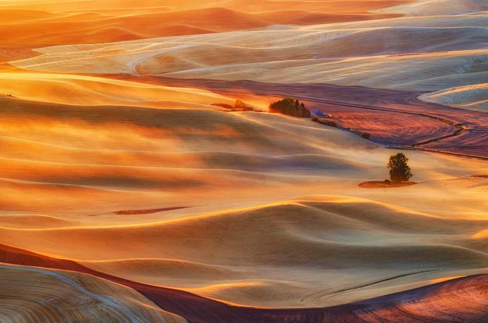 Golden Palouse from Lydia Jacobs
