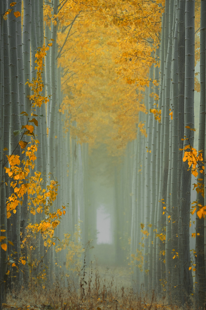 Misty Autumn Path from Lydia Jacobs