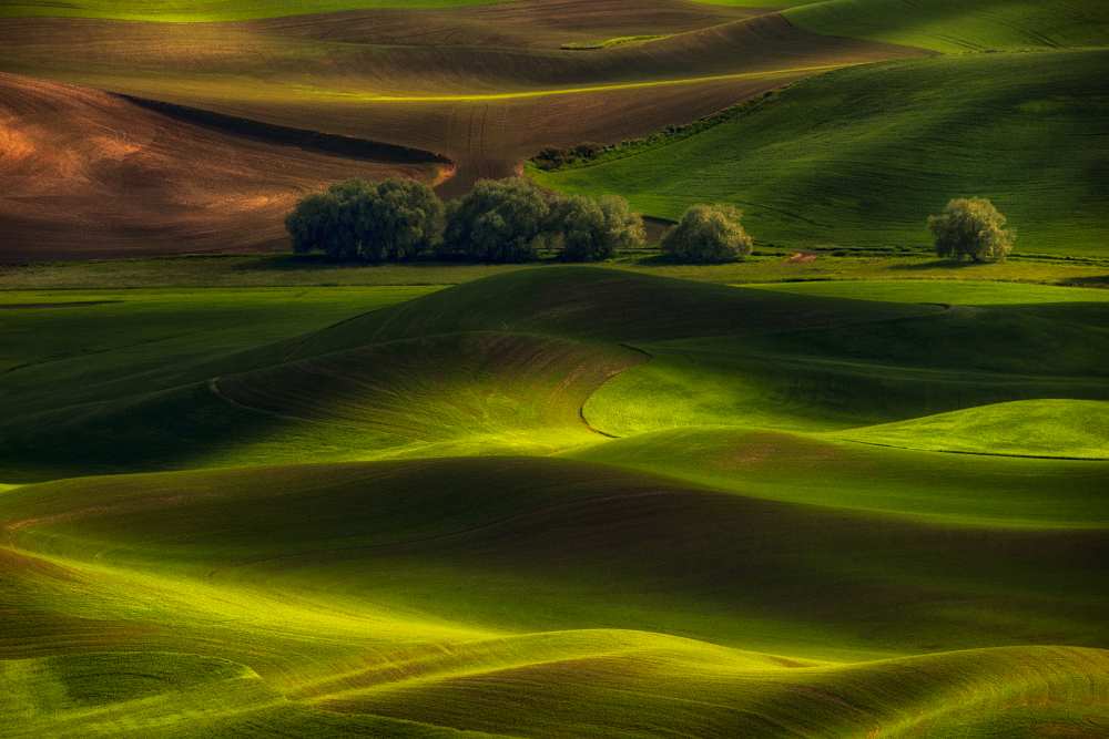 Spring in the Palouse from Lydia Jacobs