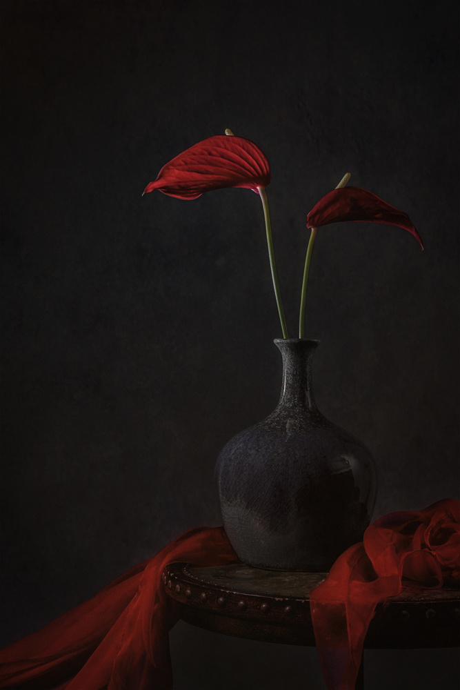 Tropical Anthurium from Lydia Jacobs