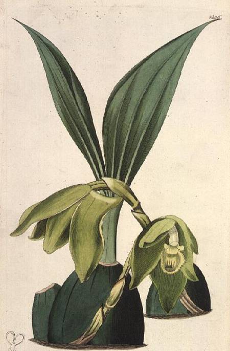Orchid: Maxillaria ciliaris, by M. Hart (fl.1829), published by I. Ridgway from M. Hart
