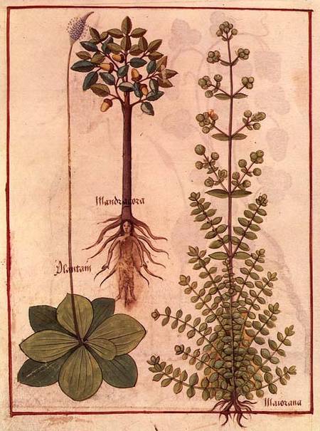 3036 Fr 12322 f.180v Plantain, marjoram and mandrake from M. Platearius