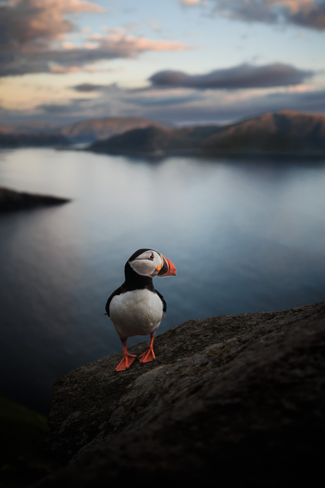 A puffin with a view from Magnus Renmyr