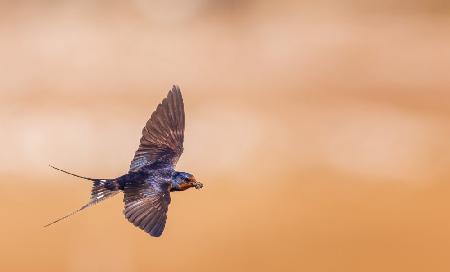 Barn swallow with building material for the nest