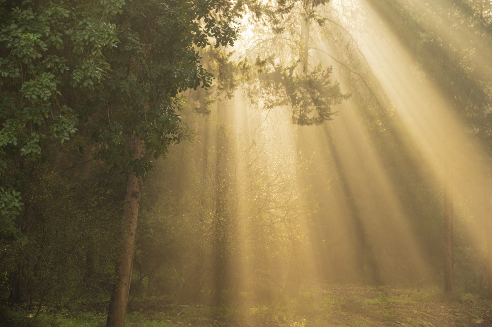 ray of light from mallal moshe