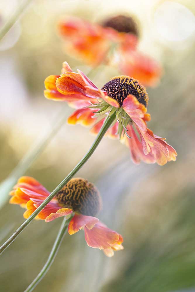 Helenium* from Mandy Disher