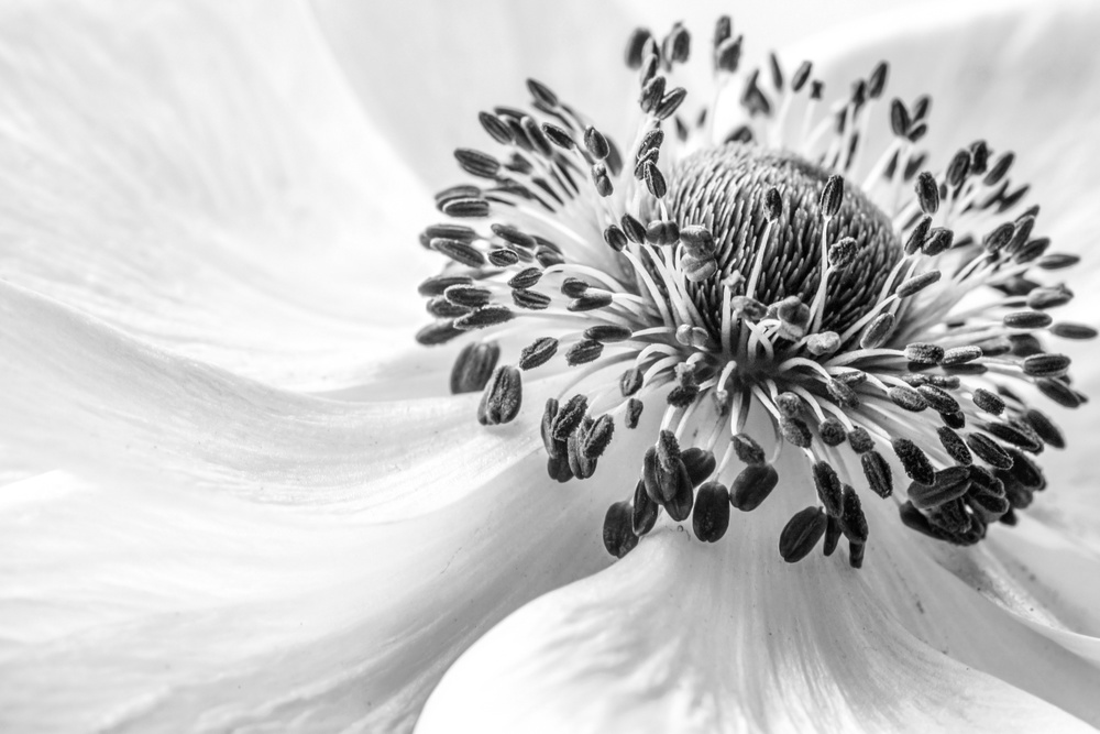 Anemone from Mandy Disher