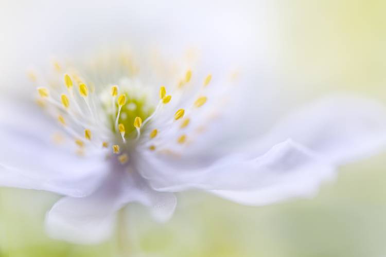 Anemone Beauty from Mandy Disher